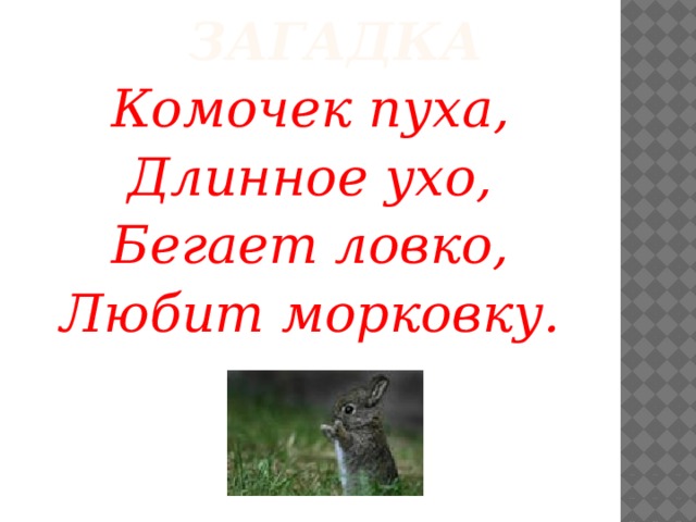 Загадка Комочек пуха, Длинное ухо, Бегает ловко, Любит морковку.