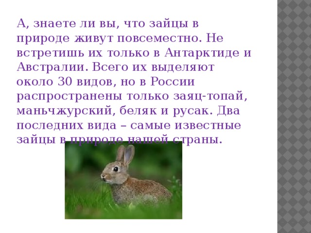 А, знаете ли вы, что зайцы в природе живут повсеместно. Не встретишь их только в Антарктиде и Австралии. Всего их выделяют около 30 видов, но в России распространены только заяц-топай, маньчжурский, беляк и русак. Два последних вида – самые известные зайцы в природе нашей страны.