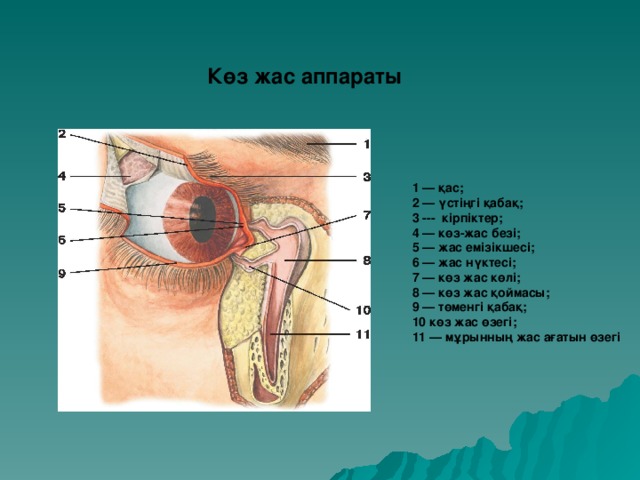 Көз жас аппараты 1 — қас;  2 — үстіңгі қабақ;  3 --- кірпіктер;  4 — көз-жас безі;  5 — жас емізікшесі;  6 — жас нүктесі;  7 — көз жас көлі;  8 — көз жас қоймасы;  9 — төменгі қабақ;  10 көз жас өзегі;  11 — мұрынның жас ағатын өзегі