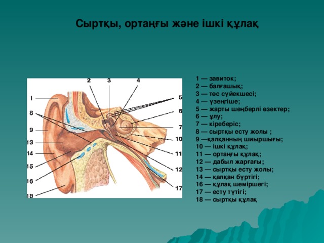 Сыртқы, ортаңғы және ішкі құлақ 1 — завиток;  2 — балғашық;  3 — төс сүйекшесі;  4 — үзеңгіше;  5 — жарты шеңберлі өзектер;  6 — ұлу;  7 — кіреберіс;  8 — сыртқы есту жолы ;  9 —қалқанның шиыршығы;  10 — ішкі құлақ;  11 — ортаңғы құлақ;  12 — дабыл жарғағы;  13 — сыртқы есту жолы;  14 — қалқан бүртігі;  16 — құлақ шеміршегі;  17 — есту түтігі;  18 — сыртқы құлақ