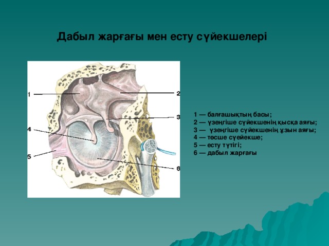 Дабыл жарғағы мен есту сүйекшелері 1 — балғашықтың басы;  2 — үзеңгіше сүйекшенің қысқа аяғы;  3 — үзеңгіше сүйекшенің ұзын аяғы;  4 — төсше сүейекше;  5 — есту түтігі;  6 — дабыл жарғағы