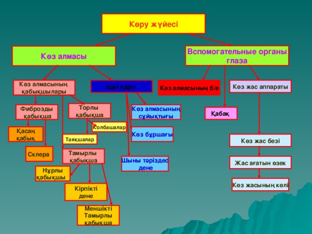 Көру жүйесі Вспомогательные органы глаза Көз алмасы Көз алмасының қабықшылары Ішкі ядро Көз алмасының б/е Көз жас аппараты Торлы қабықша Фиброзды  қабықша Көз алмасының сұйықтығы Қабақ Колбашалар Көз бұршағы Қасаң  қабық Таяқшалар Көз жас безі Склера  Тамырлы қабықша Жас ағатын өзек Шыны тәріздес  дене Нұрлы қабықшы  Көз жасының көлі Кірпікті дене Меншікті Тамырлы қабықша