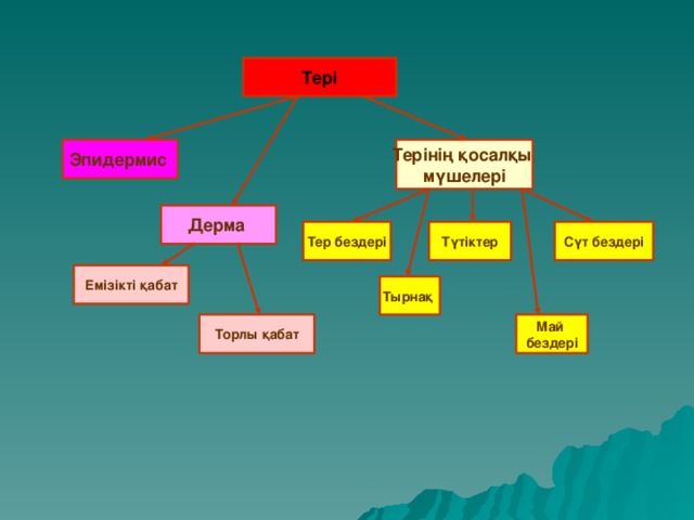 Тері Эпидермис  Терінің қосалқы мүшелері Дерма  Тер бездері Сүт бездері Түтіктер Емізікті қабат Тырнақ Май бездері Торлы қабат