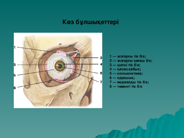 Көз бұлшықеттері 1 — жоғарғы тік б/е;  2 — жоғарғы қиғаш б/е;  3 — шеткі тік б/е;  4 — қасаң қабық;  5 — конъюнктива;  6 — қарашық;  7 — медиалды тік б/е;  8 — төменгі тік б/е