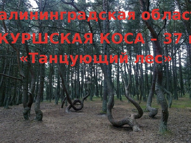 Калининградская область КУРШСКАЯ КОСА – 37 км «Танцующий лес»