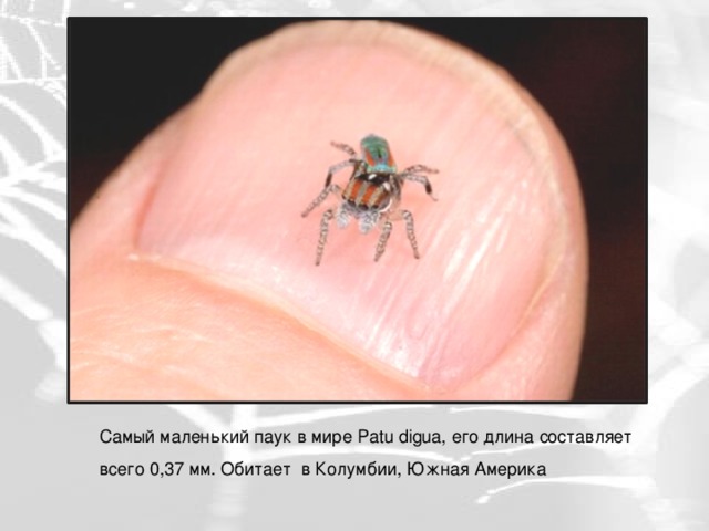 Самый маленький паук в мире Patu digua, его длина составляет всего 0,37 мм. Обитает в Колумбии, Южная Америка 