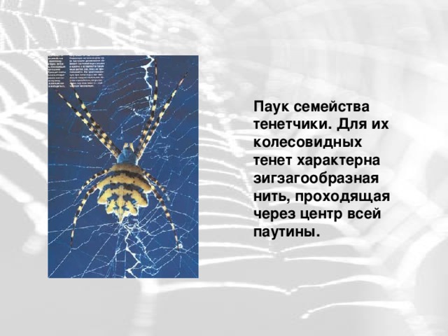 Паук семейства тенетчики. Для их колесовидных тенет характерна зигзагообразная нить, проходящая через центр всей паутины.   