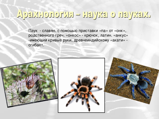 Реферат: Паутина в жизни пауков