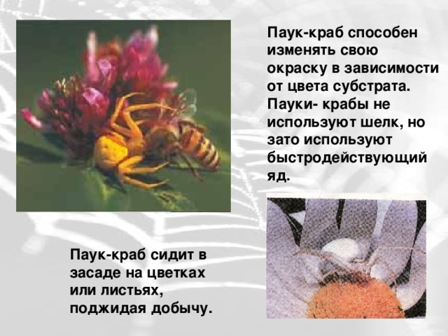 Паук-краб способен изменять свою окраску в зависимости от цвета субстрата. Пауки- крабы не используют шелк, но зато используют быстродействующий яд. Паук-краб сидит в засаде на цветках или листьях, поджидая добычу. 