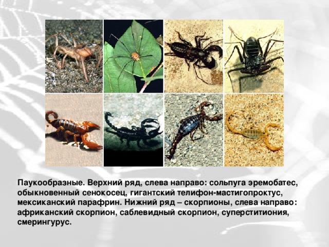 Паукообразные. Верхний ряд, слева направо: сольпуга эремобатес, обыкновенный сенокосец, гигантский телифон-мастигопроктус, мексиканский парафрин. Нижний ряд – скорпионы, слева направо: африканский скорпион, саблевидный скорпион, суперститиония, смерингурус. 