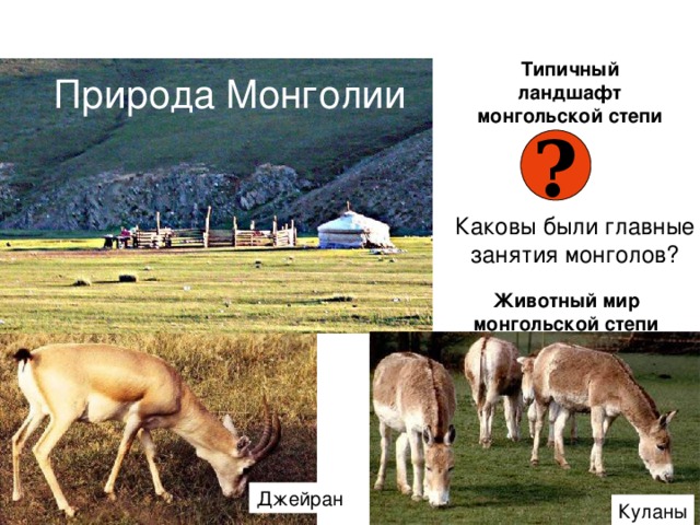 Типичный ландшафт  монгольской степи Природа Монголии ? Каковы были главные  занятия монголов? Животный мир  монгольской степи Джейран Куланы  