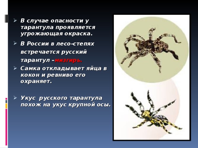 В случае опасности у тарантула проявляется угрожающая окраска. В России в лесо-степях встречается русский тарантул – мизгирь. Самка откладывает яйца в кокон и ревниво его охраняет.  Укус русского тарантула похож на укус крупной осы.    