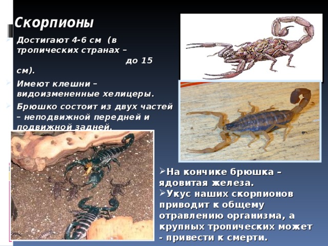 Скорпионы Достигают 4-6 см (в тропических странах – до 15 см). Имеют клешни – видоизмененные хелицеры. Брюшко состоит из двух частей – неподвижной передней и подвижной задней. На кончике брюшка – ядовитая железа. Укус наших скорпионов приводит к общему отравлению организма, а крупных тропических может - привести к смерти. 