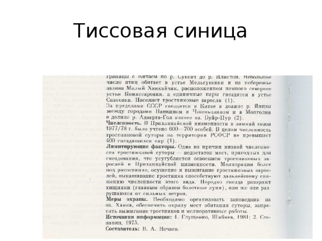 Тиссовая синица 