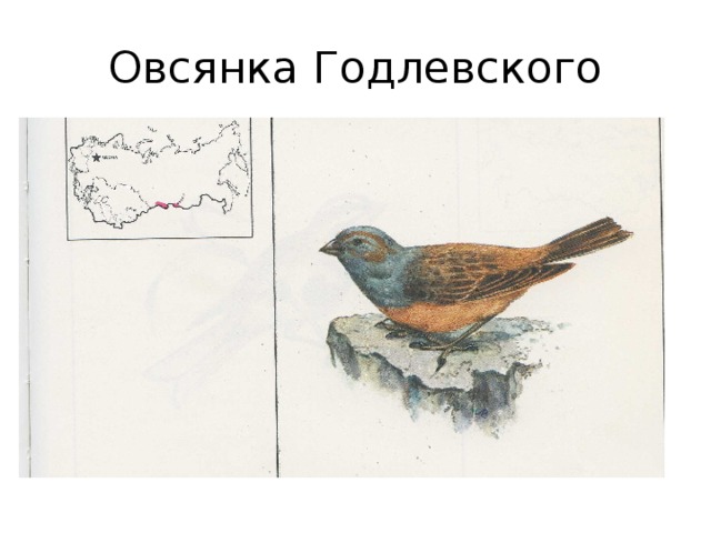 Овсянка Годлевского 