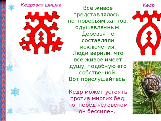 Кедровая шишка Кедр Все живое представлялось,  по поверьям хантов, одушевленным.  Деревья не составляли исключения.  Люди верили, что все живое имеет душу, подобную его собственной.  Вот прислушайтесь!   Кедр может устоять против многих бед, но перед человеком он бессилен. 