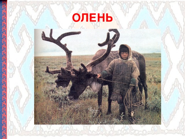 ОЛЕНЬ 