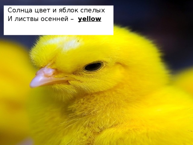 Солнца цвет и яблок спелых И листвы осенней – yellow