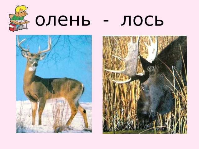 олень - лось 