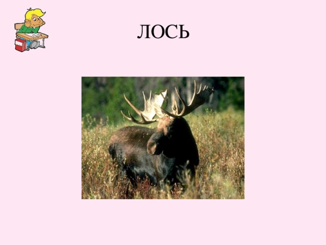 ЛОСЬ 