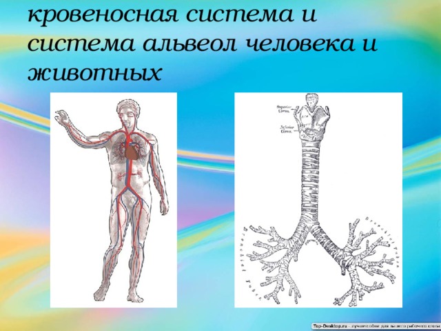 кровеносная система и система альвеол человека и животных 