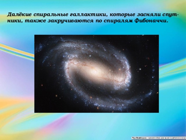 Далёкие спиральные галлактики, которые засняли спут-ники, также закручиваются по спиралям Фибоначчи. 