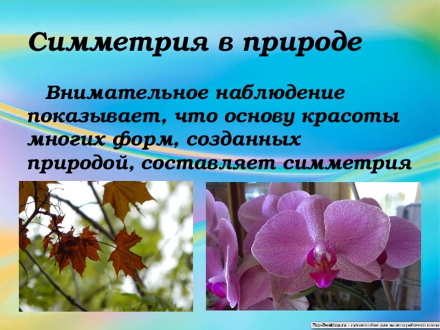 Симметрия в природе  Внимательное наблюдение показывает, что основу красоты многих форм, созданных природой, составляет симметрия  