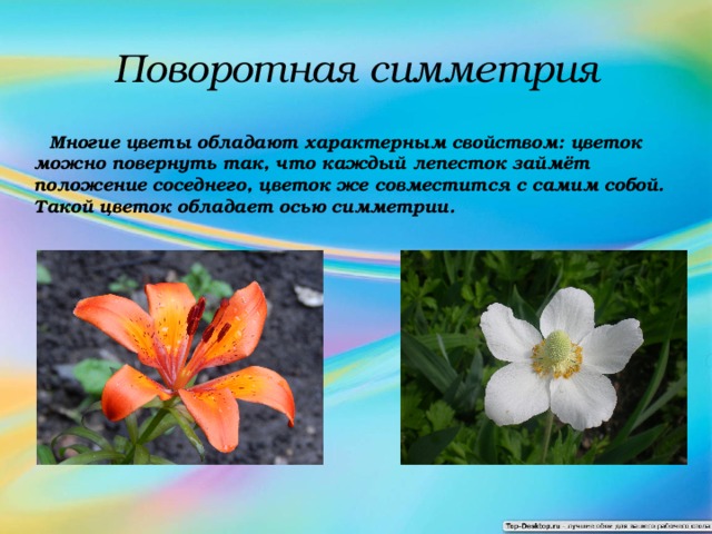 Поворотная симметрия  Многие цветы обладают характерным свойством: цветок можно повернуть так, что каждый лепесток займёт положение соседнего, цветок же совместится с самим собой. Такой цветок обладает осью симметрии.  