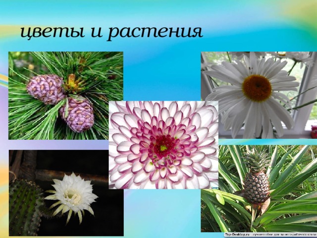 цветы и растения 