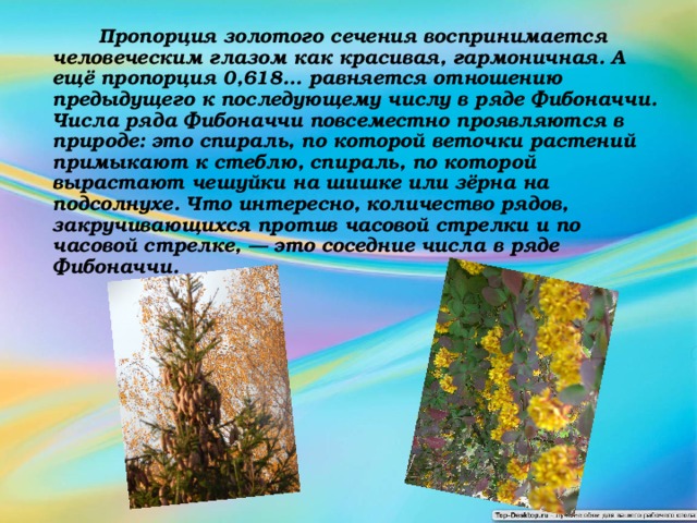  Пропорция золотого сечения воспринимается человеческим глазом как красивая, гармоничная. А ещё пропорция 0,618… равняется отношению предыдущего к последующему числу в ряде Фибоначчи. Числа ряда Фибоначчи повсеместно проявляются в природе: это спираль, по которой веточки растений примыкают к стеблю, спираль, по которой вырастают чешуйки на шишке или зёрна на подсолнухе. Что интересно, количество рядов, закручивающихся против часовой стрелки и по часовой стрелке, — это соседние числа в ряде Фибоначчи. 