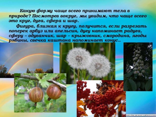  Какую форму чаще всего принимают тела в природе? Посмотрев вокруг, мы увидим, что чаще всего это круг, дуга, сфера и шар.  Фигура, близкая к кругу, получится, если разрезать поперек арбуз или апельсин, дугу напоминает радуга, сферу – одуванчик, шар – крыжовник, смородина, ягоды рябины, свечка каштана напоминает конус.. 