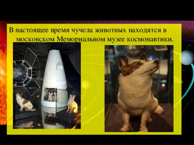 В настоящее время чучела животных находятся в московском Мемориальном музее космонавтики .