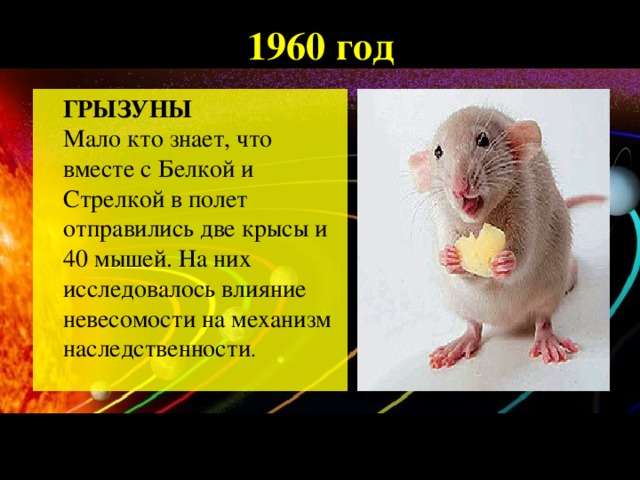 1960 год  ГРЫЗУНЫ   Мало кто знает, что вместе с Белкой и Стрелкой в полет отправились две крысы и 40 мышей. На них исследовалось влияние невесомости на механизм наследственности .