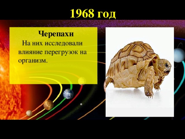 1968 год   Черепахи   На них исследовали влияние перегрузок на организм.