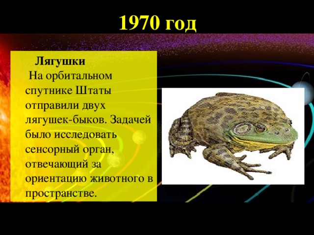 1970 год  Лягушки  На орбитальном спутнике Штаты отправили двух лягушек-быков. Задачей было исследовать сенсорный орган, отвечающий за ориентацию животного в пространстве.