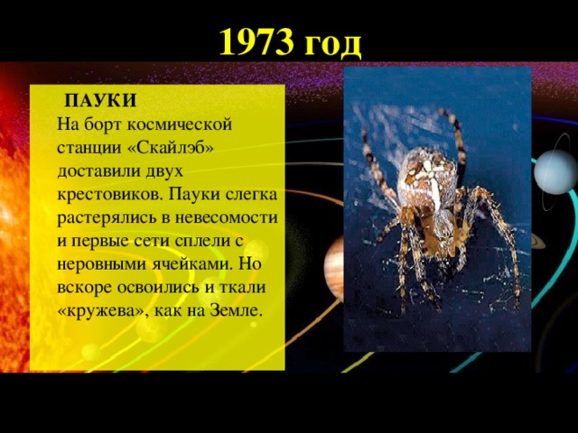 1973 год  ПАУКИ  На борт космической станции «Скайлэб» доставили двух крестовиков. Пауки слегка растерялись в невесомости и первые сети сплели с неровными ячейками. Но вскоре освоились и ткали «кружева», как на Земле.