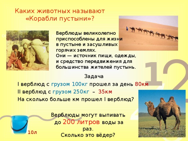 Каких животных называют «Корабли пустыни»? Верблюды великолепно приспособлены для жизни в пустыне и засушливых горячих землях. Они — источник пищи, одежды, и средство передвижения для большинства жителей пустынь. Задача I верблюд с грузом 100кг прошел за день 80км II верблюд с грузом 250кг –  35км На сколько больше км прошел I верблюд? Верблюды могут выпивать  до 200 литров воды за раз. Сколько это вёдер? 10л 