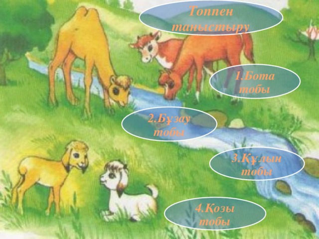 Топпен таныстыру 1.Бота тобы № 2 тапсырма  4  +4 5 6 2.Бұзау тобы 3.Құлын тобы 4.Қозы тобы 
