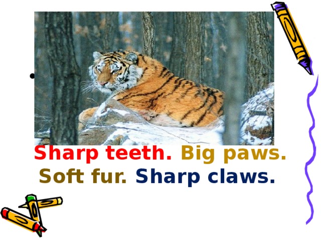 Phonetic drill [ ɑ: ] – [ ʌ ], [ i: ]-[ i ], [ ɔ: ]-[ ɔ ] [ θ ] , [ f ]    Sharp teeth. Big paws. Soft fur. Sharp claws. 