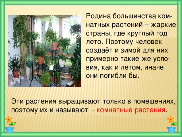  Родина большинства ком-  натных растений – жаркие  страны, где круглый год  лето. Поэтому человек  создаёт и зимой для них  примерно такие же усло-  вия, как и летом, иначе  они погибли бы. Эти растения выращивают только в помещениях, поэтому их и называют - комнатные растения . 