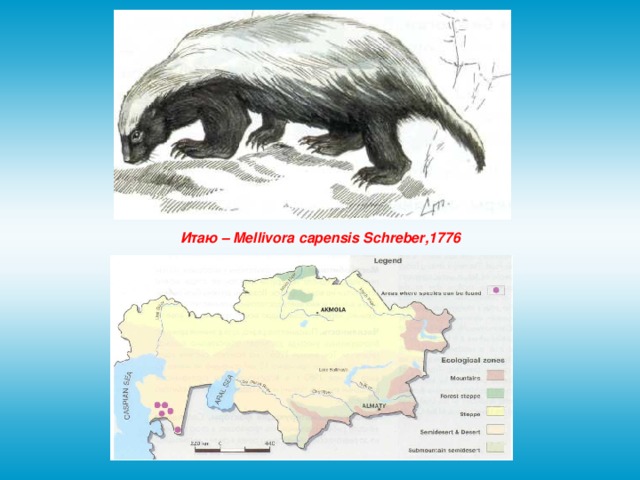 Итаю – Mellivora capensis Schreber ,1776 
