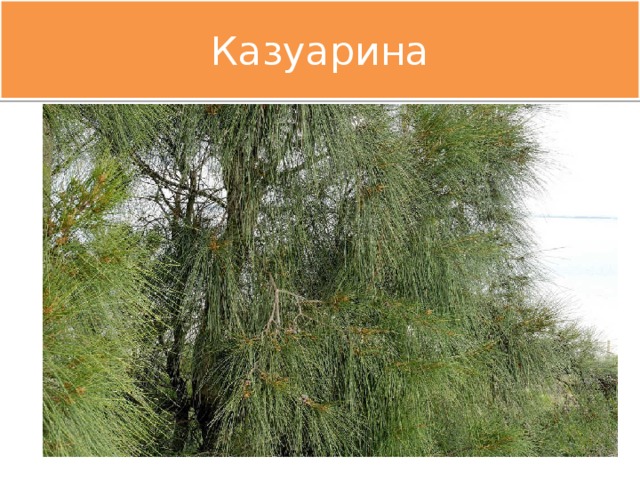 Казуарина 