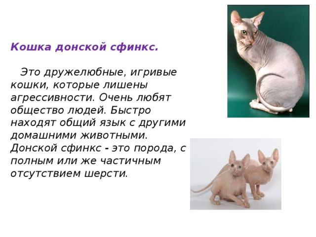  Кошка донской сфинкс.   Это дружелюбные, игривые кошки, которые лишены агрессивности. Очень любят общество людей. Быстро находят общий язык с другими домашними животными. Донской сфинкс - это порода, с полным или же частичным отсутствием шерсти.  