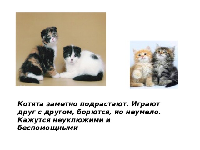 Котята заметно подрастают. Играют друг с другом, борются, но неумело. Кажутся неуклюжими и беспомощными  