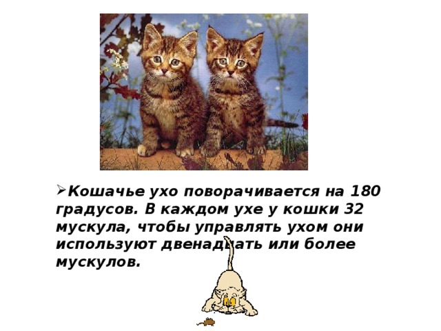 Кошачье ухо поворачивается на 180 градусов. В каждом ухе у кошки 32 мускула, чтобы управлять ухом они используют двенадцать или более мускулов. 