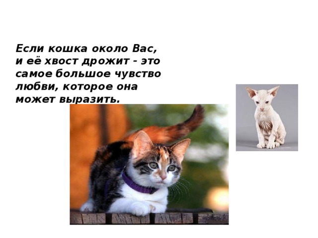 Если кошка около Вас, и её хвост дрожит - это самое большое чувство любви, которое она может выразить. 