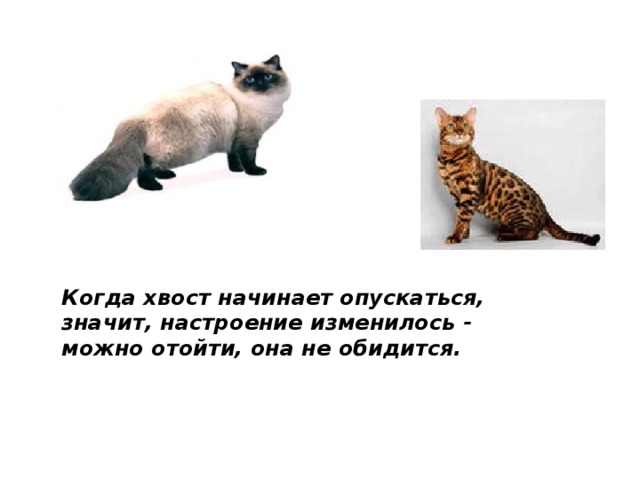 Когда хвост начинает опускаться, значит, настроение изменилось - можно отойти, она не обидится. 