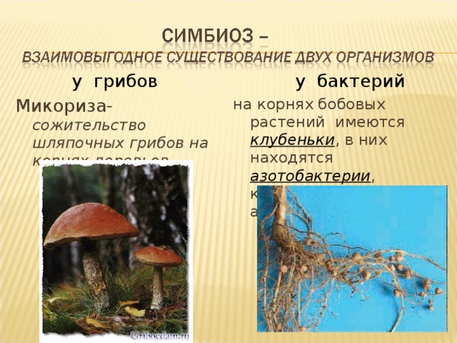  у грибов Микориза-  сожительство шляпочных грибов на корнях деревьев  у бактерий на корнях бобовых растений имеются клубеньки , в них находятся азотобактерии , которые усваивают азот из атмосферы. 