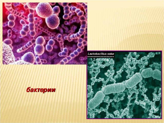 бактерии 