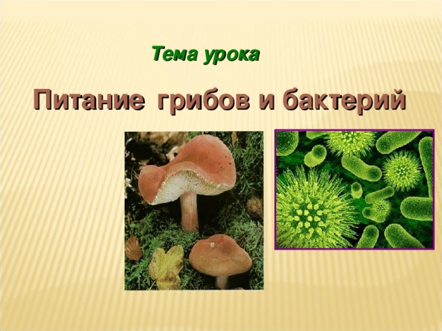 Тема урока Питание грибов и бактерий 